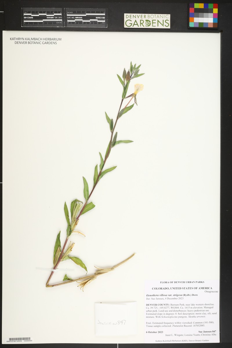 Oenothera villosa subsp. strigosa photo 2
