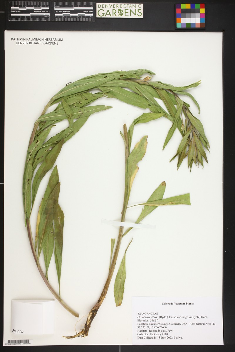 Oenothera villosa subsp. strigosa photo 3