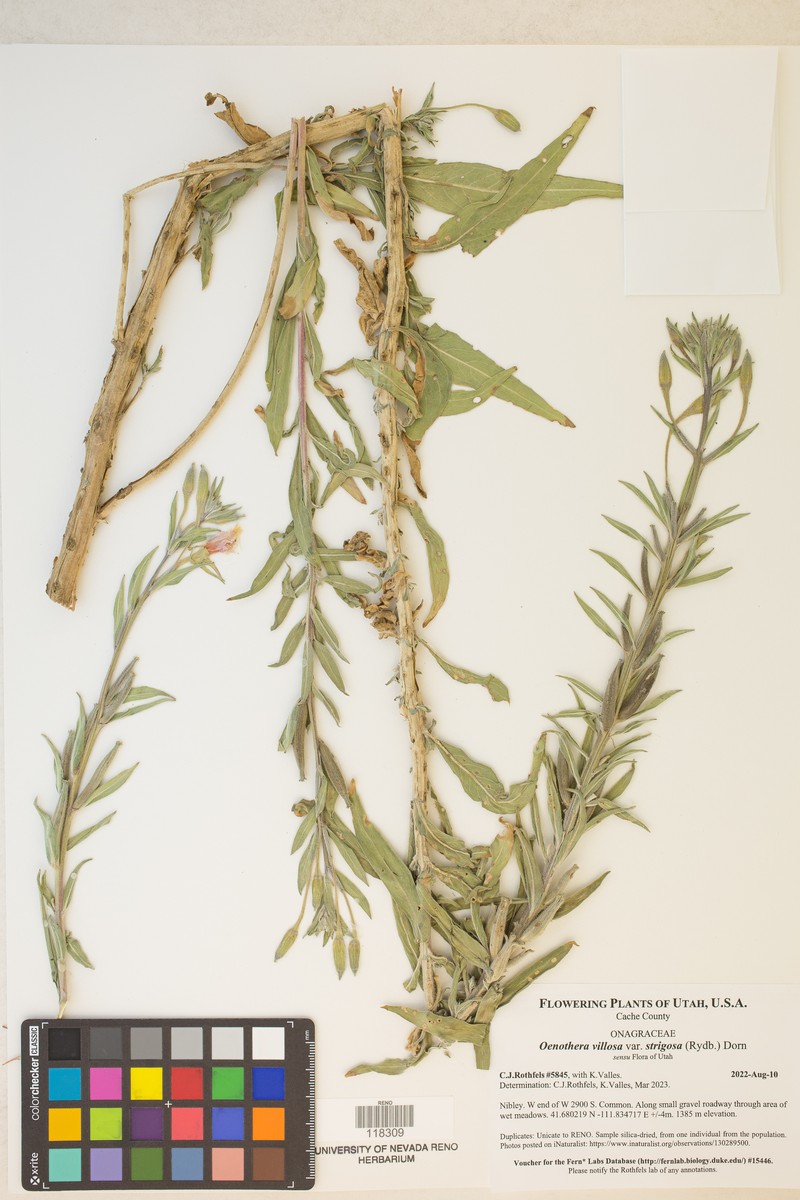 Oenothera villosa subsp. strigosa photo 4