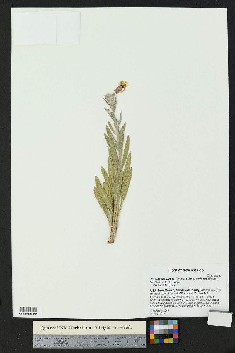 Oenothera villosa subsp. strigosa photo 5