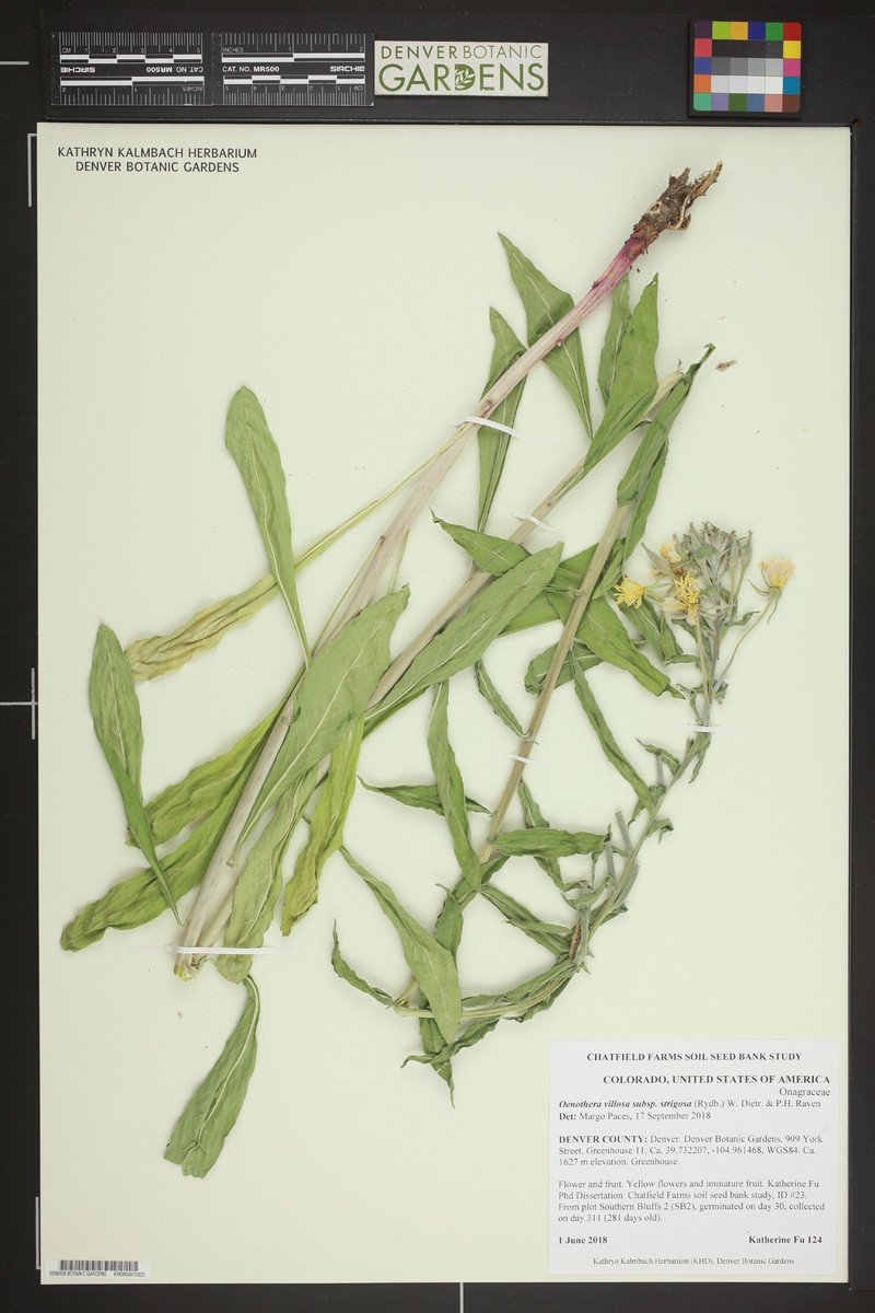 Oenothera villosa subsp. strigosa photo 6
