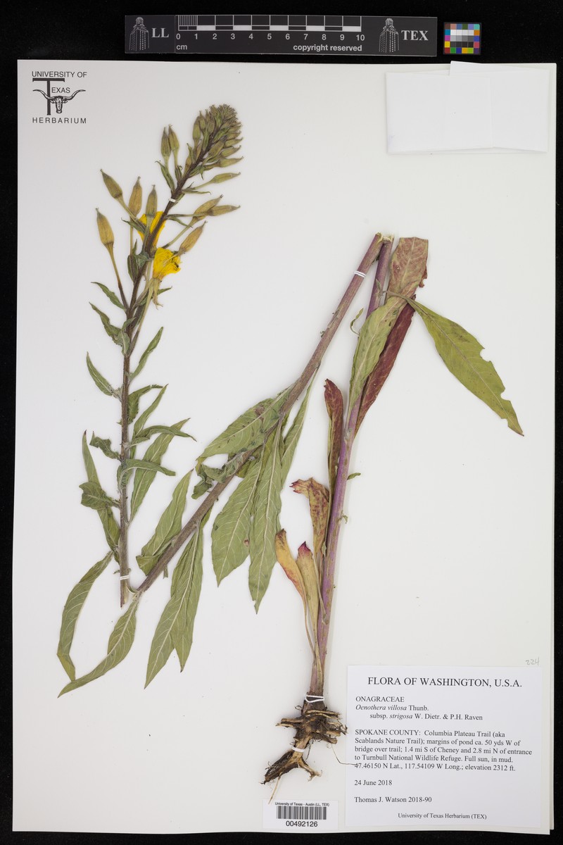 Oenothera villosa subsp. strigosa photo 7