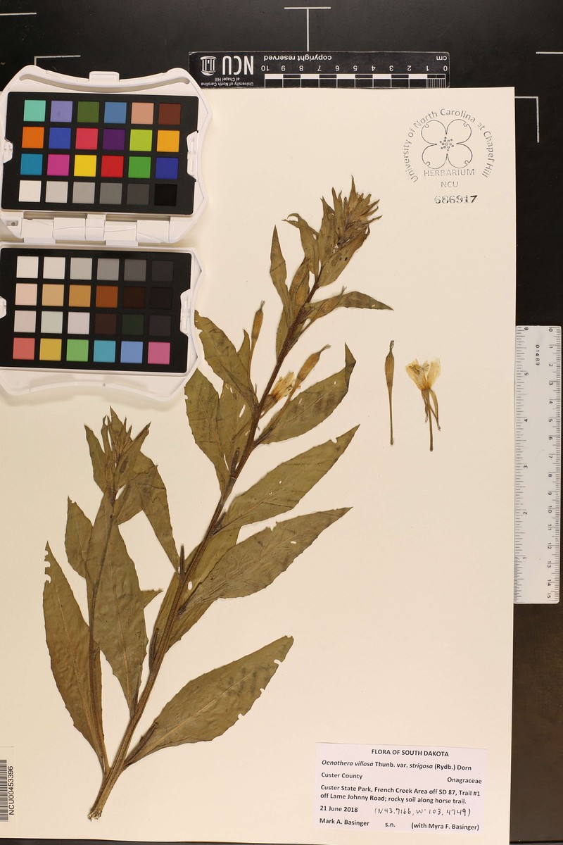 Oenothera villosa subsp. strigosa photo 8