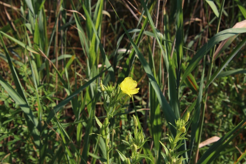 Oenothera villosa subsp. villosa