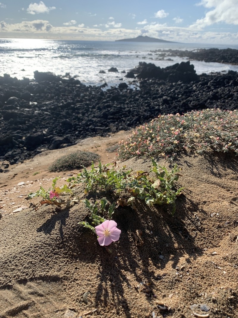 Oenothera wigginsii photo 2
