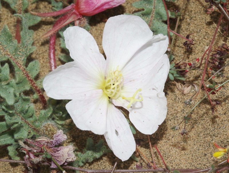 Oenothera wigginsii photo 3