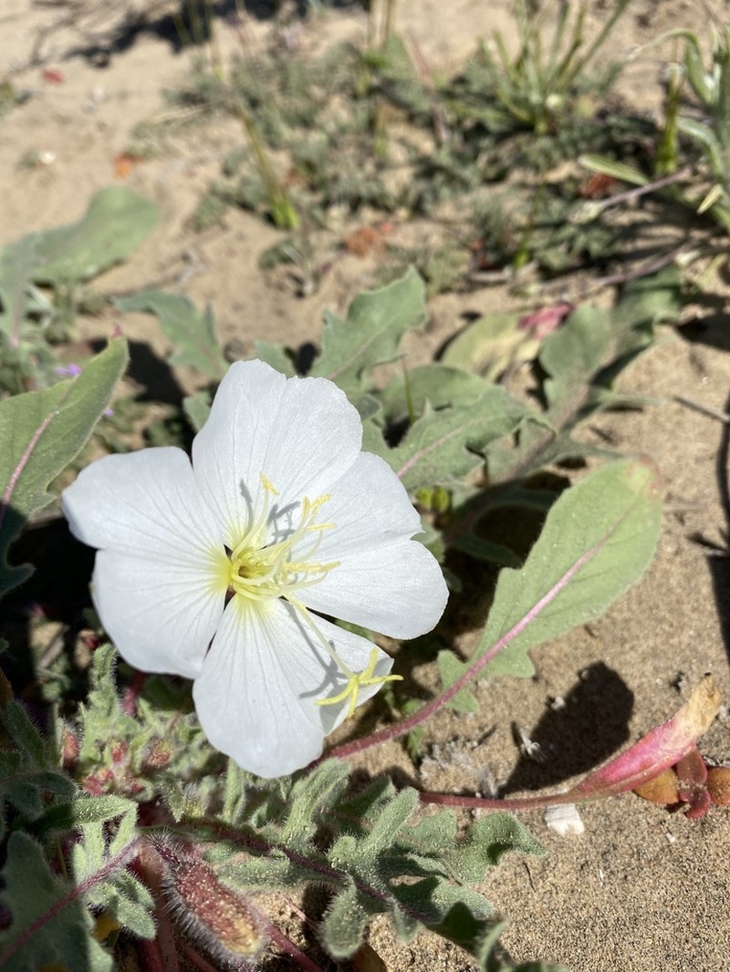 Oenothera wigginsii photo 4