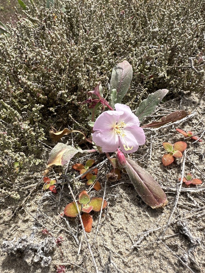 Oenothera wigginsii photo 5