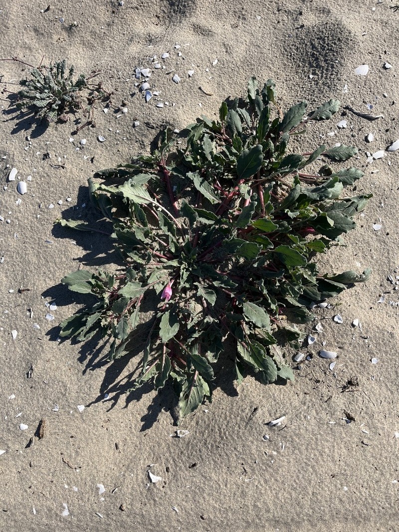 Oenothera wigginsii photo 6