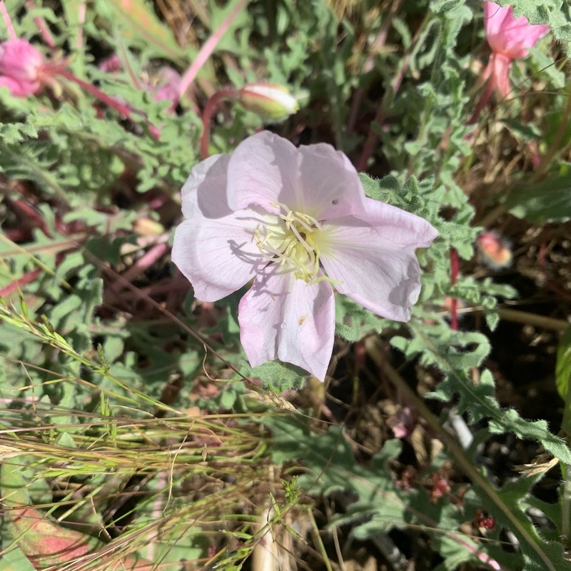 Oenothera wigginsii photo 7