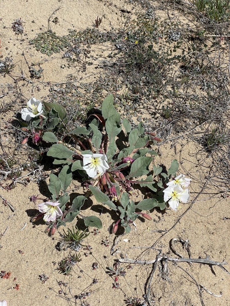 Oenothera wigginsii photo 8
