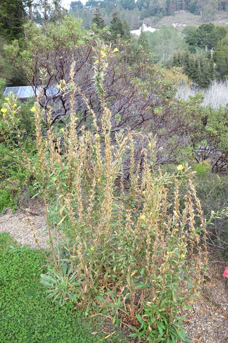 Wolf's Evening Primrose photo 2