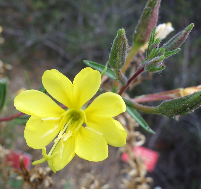 Wolf's Evening Primrose