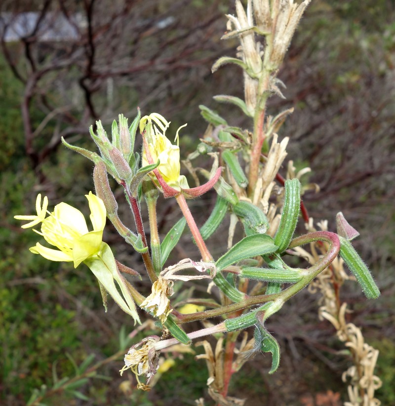 Wolf's Evening Primrose photo 3