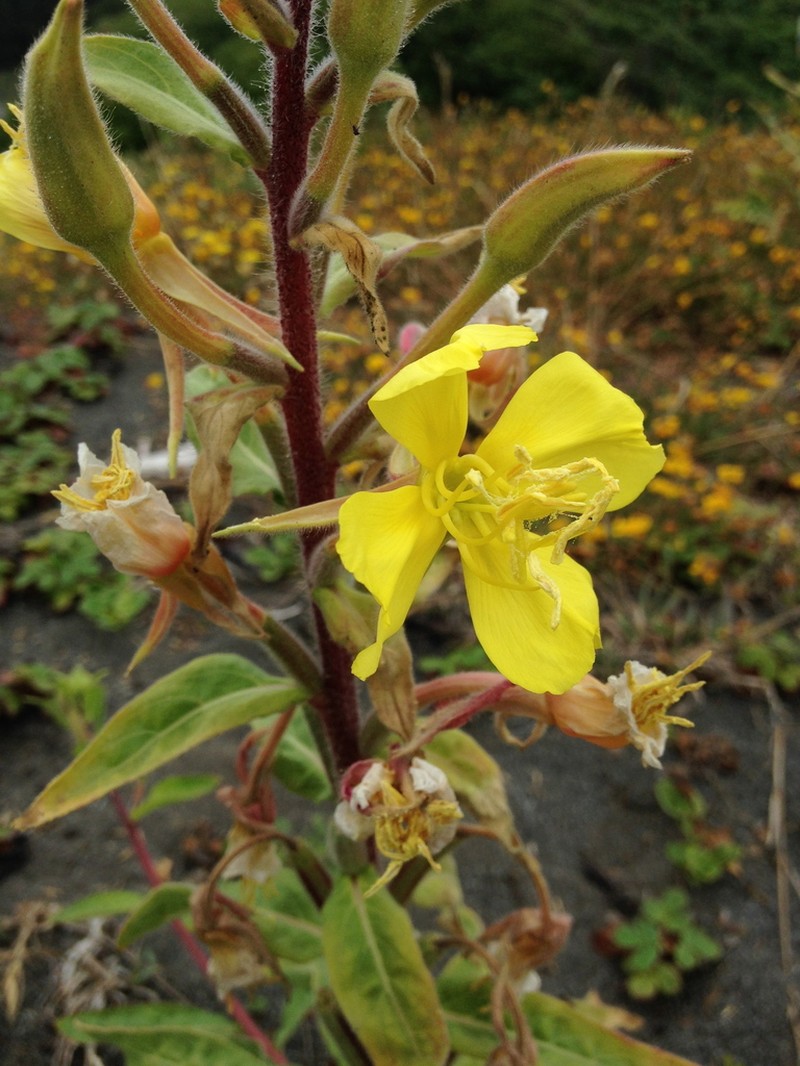 Wolf's Evening Primrose photo 3