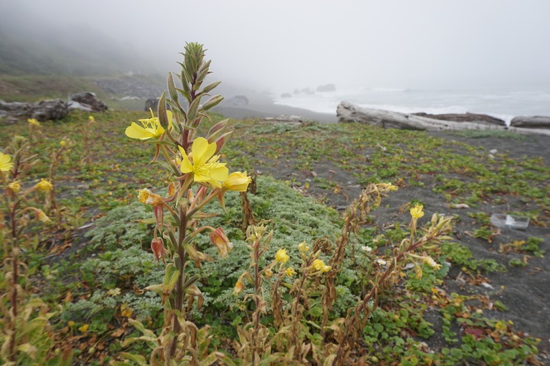 Wolf's Evening Primrose photo 4