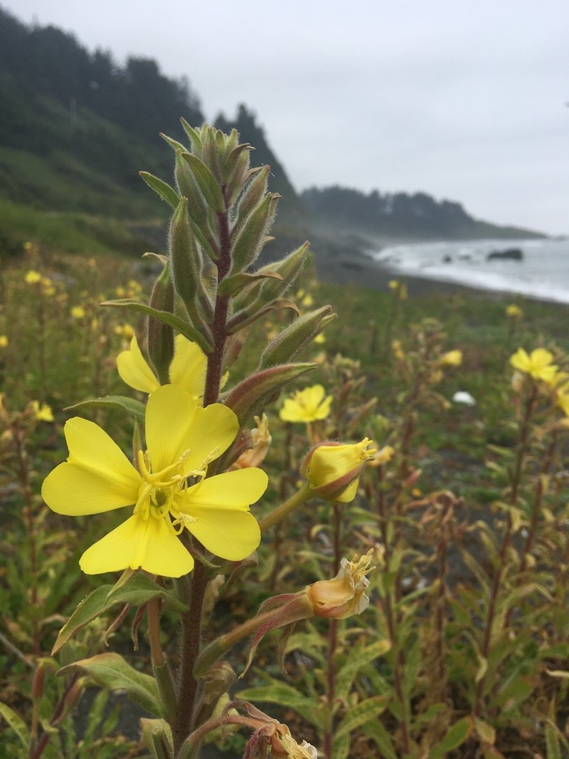 Wolf's Evening Primrose photo 5