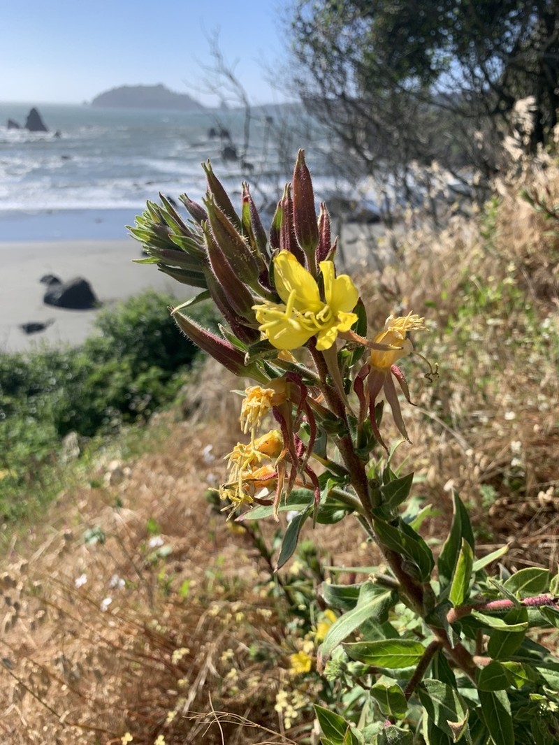 Wolf's Evening Primrose photo 6