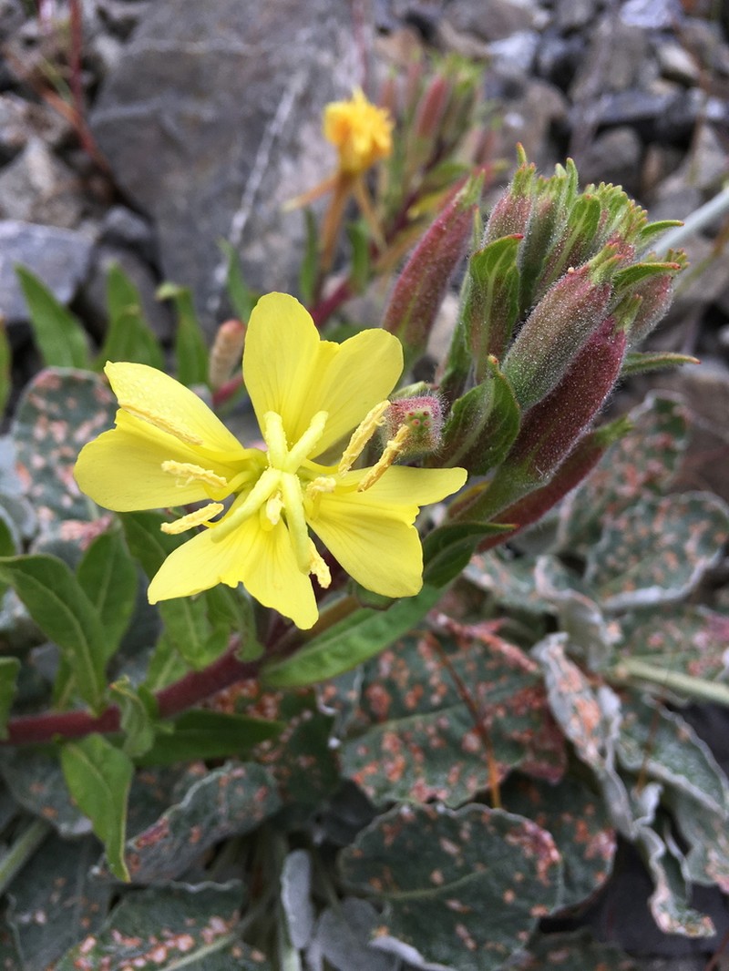 Wolf's Evening Primrose photo 7