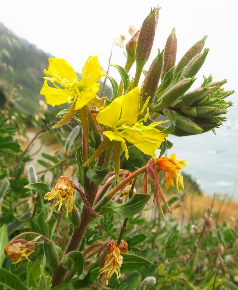 Wolf's Evening Primrose photo 8