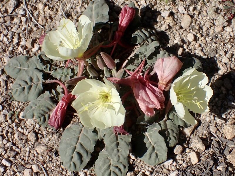 Woodyfruit Evening Primrose