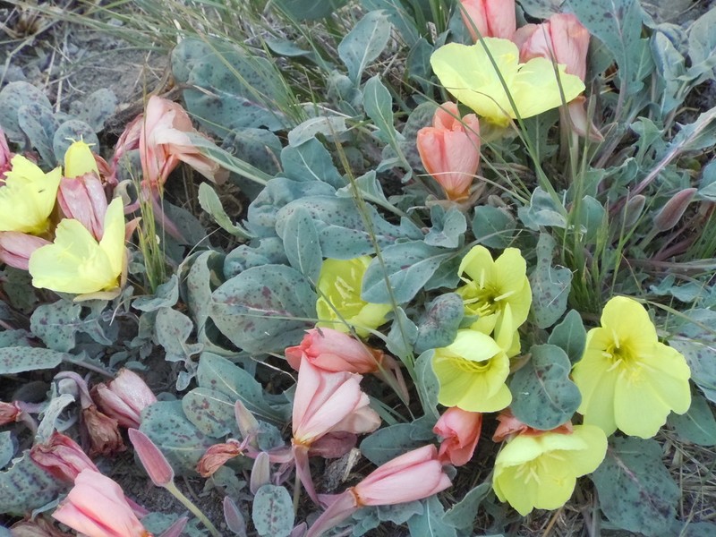 Woodyfruit Evening Primrose photo 2