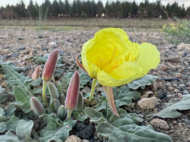 Woodyfruit Evening Primrose photo 3