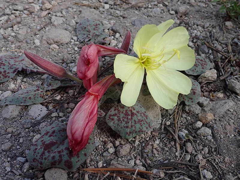 Woodyfruit Evening Primrose photo 5