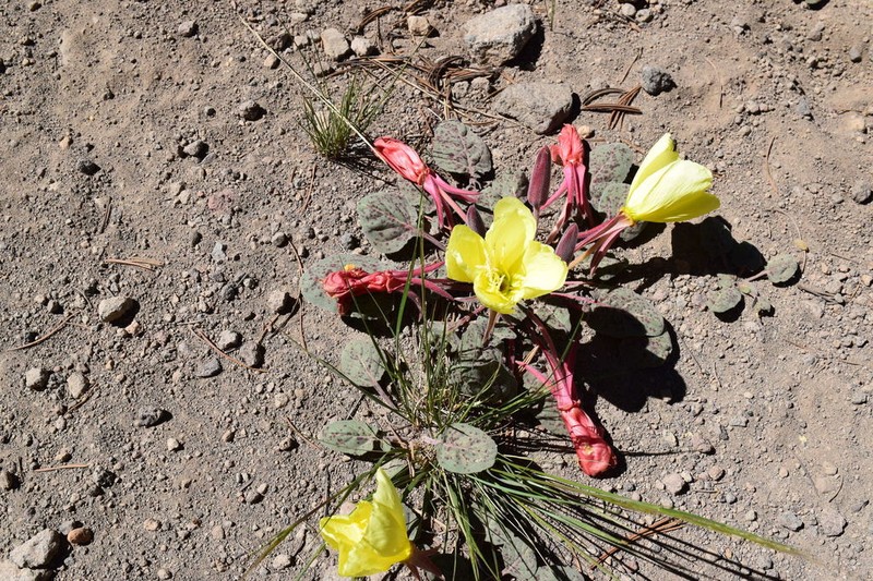 Woodyfruit Evening Primrose photo 6