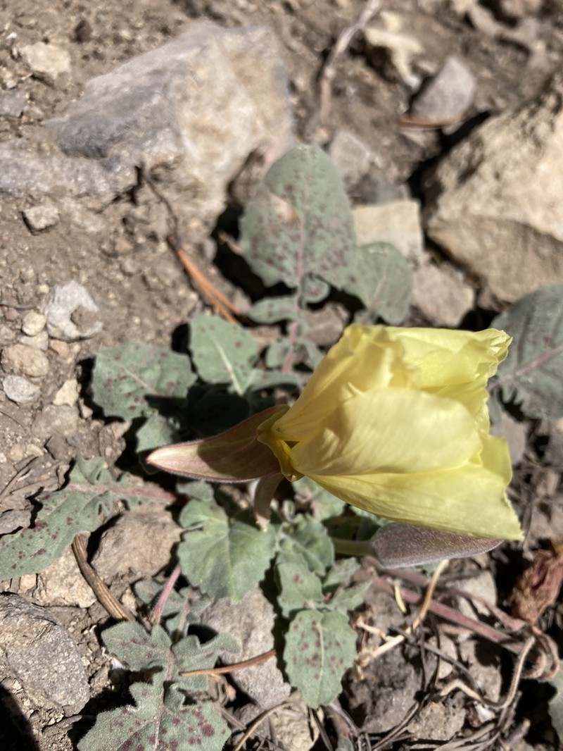 Woodyfruit Evening Primrose photo 7