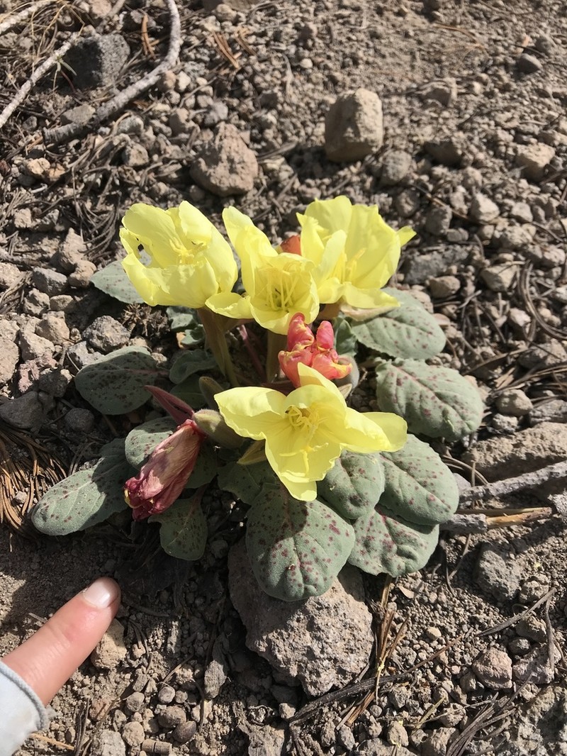Woodyfruit Evening Primrose photo 8