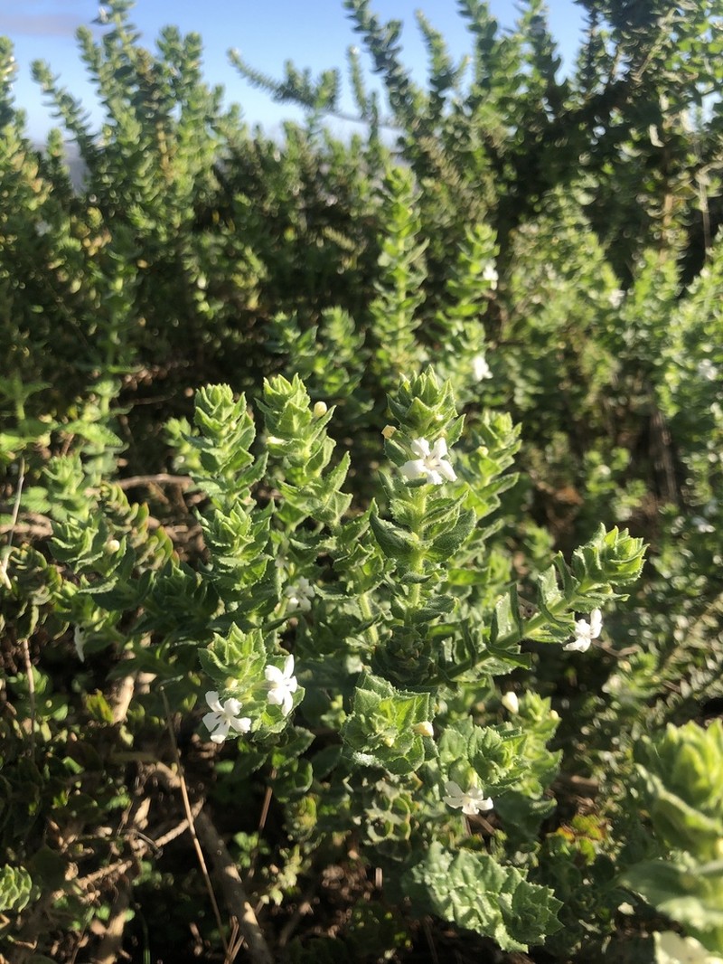 Oftia africana