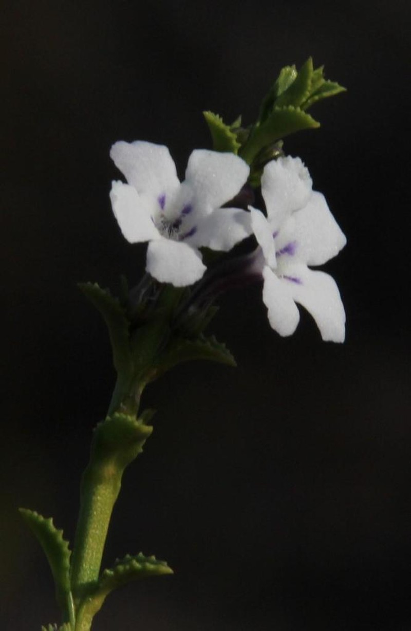 Oftia glabra