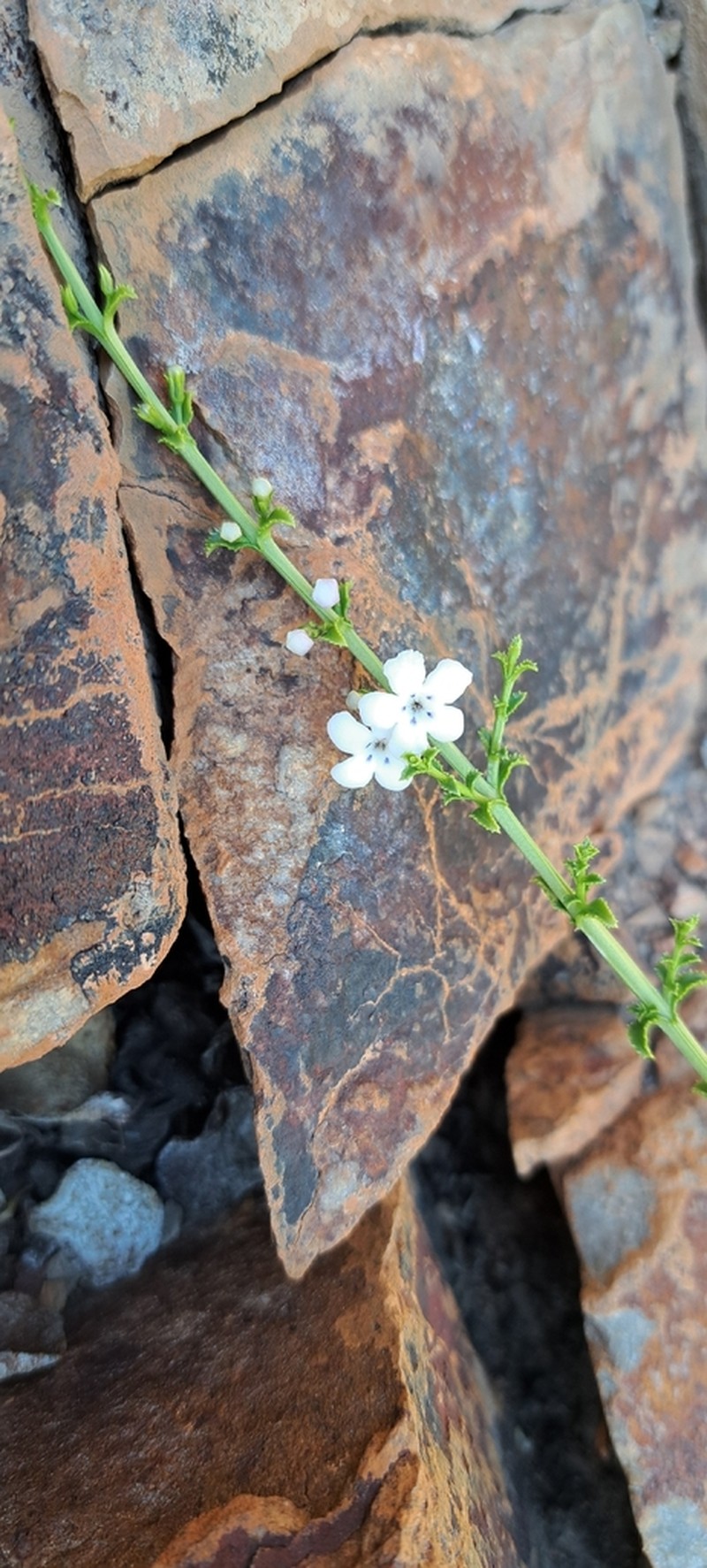 Oftia glabra photo 2