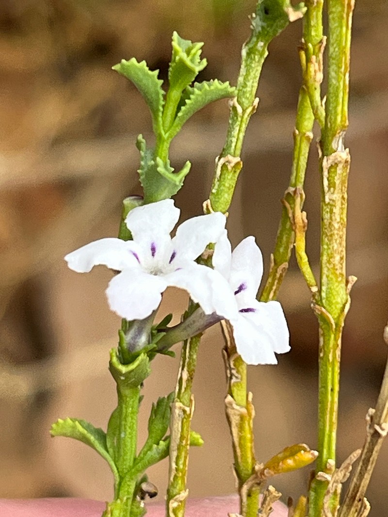 Oftia glabra photo 3