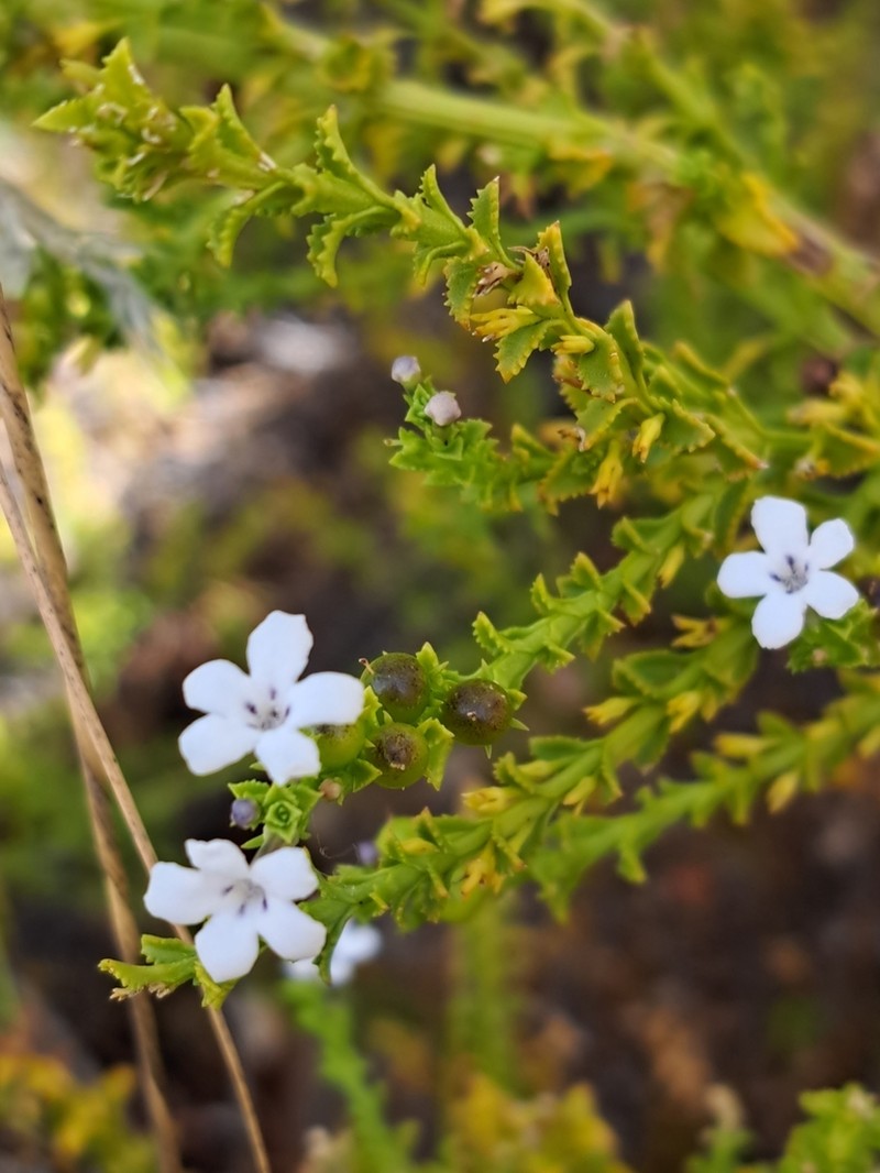 Oftia glabra photo 4