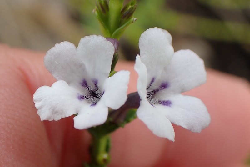 Oftia glabra photo 5
