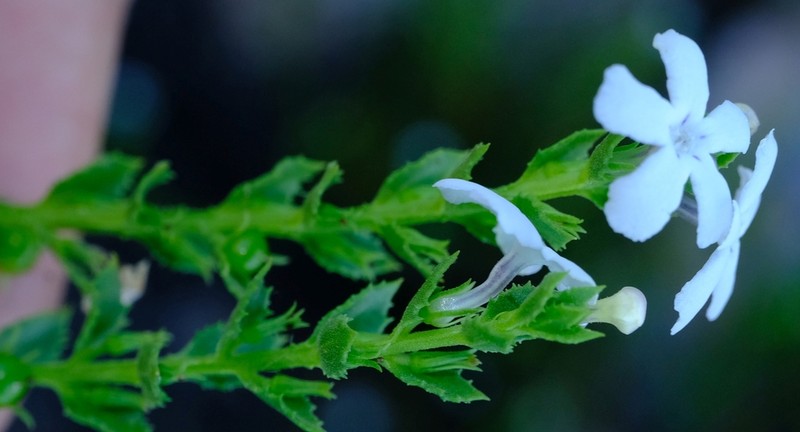 Oftia glabra photo 6
