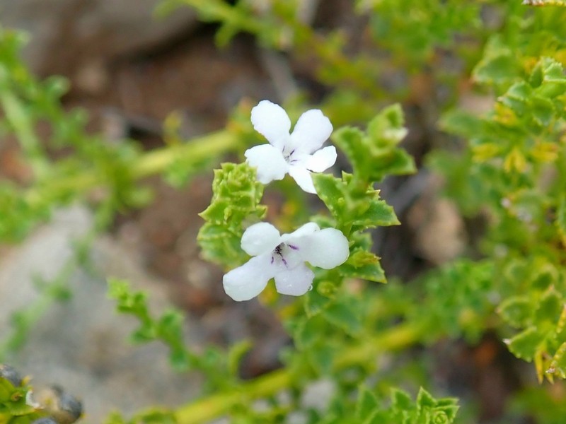 Oftia glabra photo 7