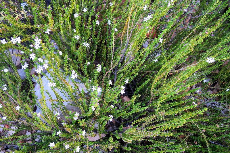 Oftia glabra photo 8