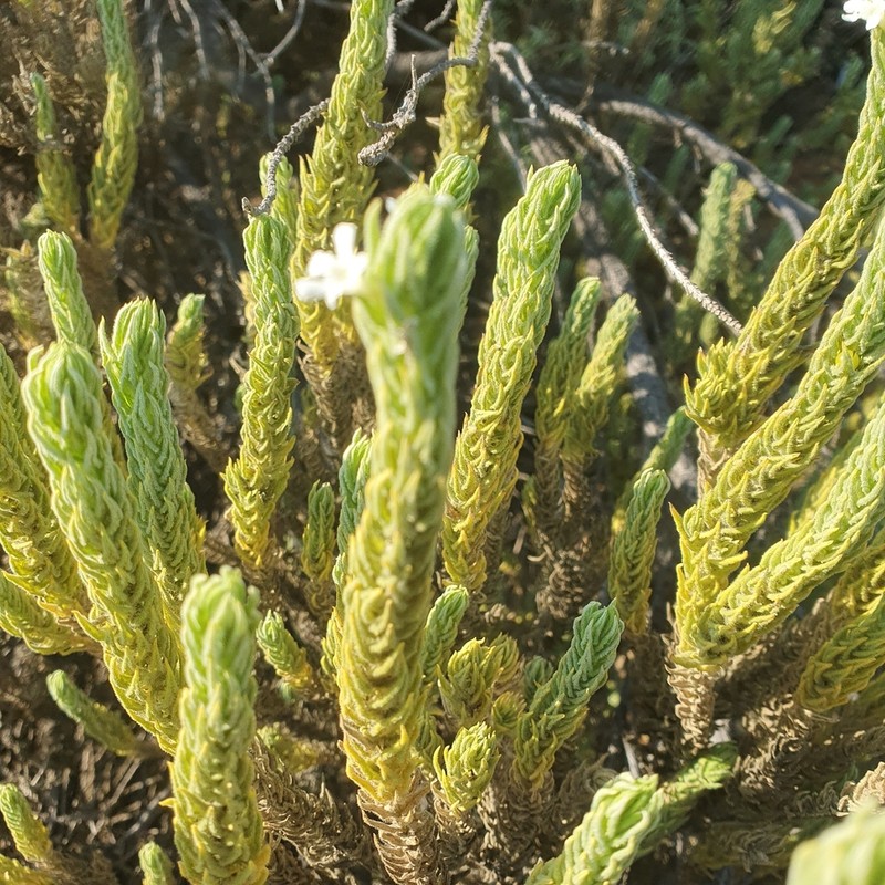 Oftia revoluta