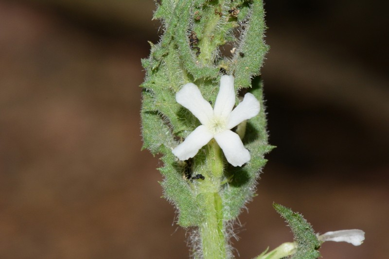 Oftia revoluta photo 2