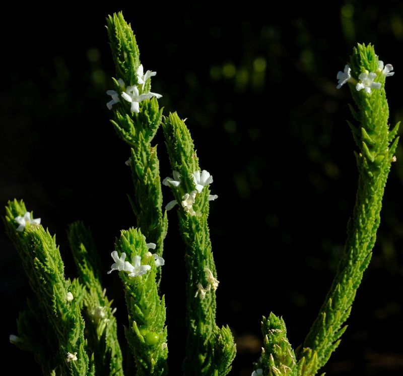 Oftia revoluta photo 3