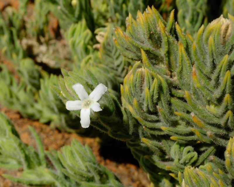 Oftia revoluta photo 4