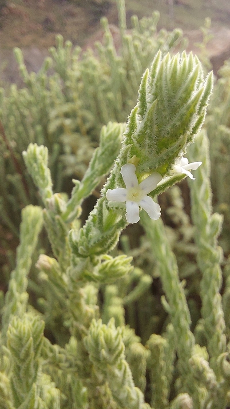 Oftia revoluta photo 5