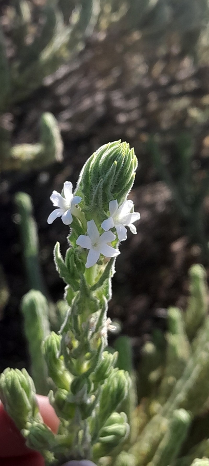 Oftia revoluta photo 6