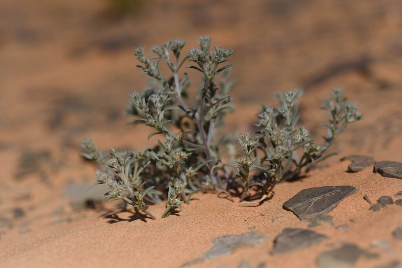 Ogastemma pusillum