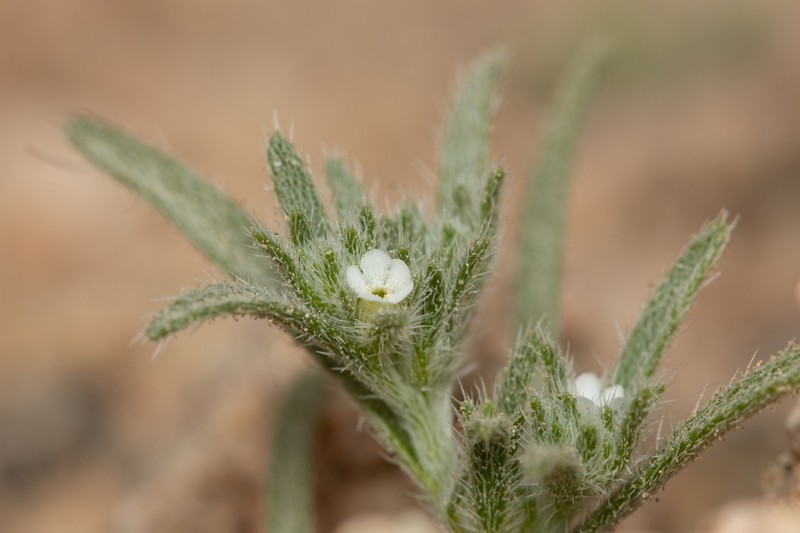 Ogastemma pusillum photo 4
