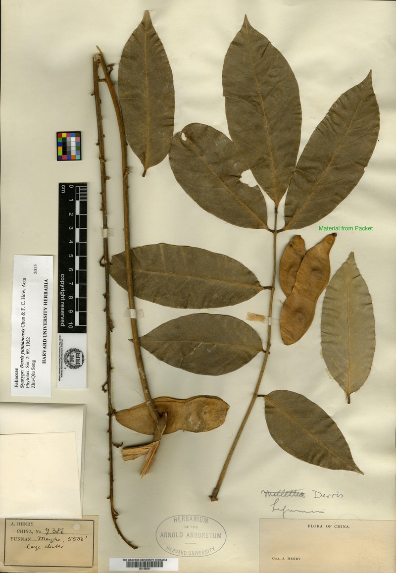 Ohashia yunnanensis