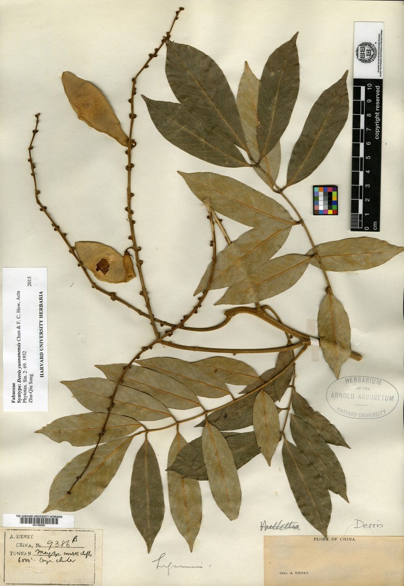 Ohashia yunnanensis photo 2